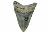 Serrated, Fossil Megalodon Tooth - North Carolina #378097-1
